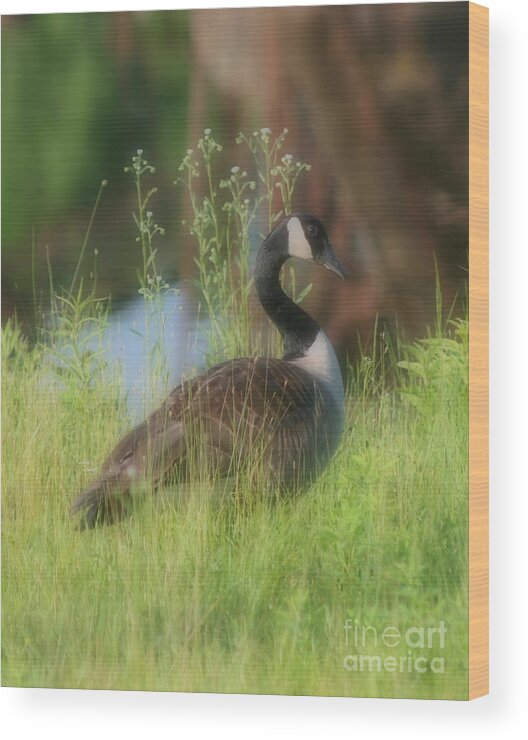 Canada Goose Wood Print featuring the photograph Lovely Lady Canada Goose by Smilin Eyes Treasures