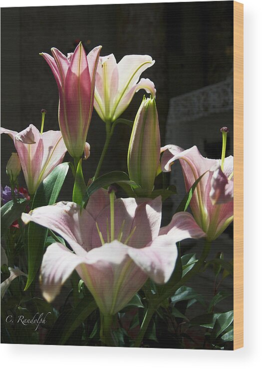 Botanical Wood Print featuring the photograph Madonna Lilies by Cheri Randolph