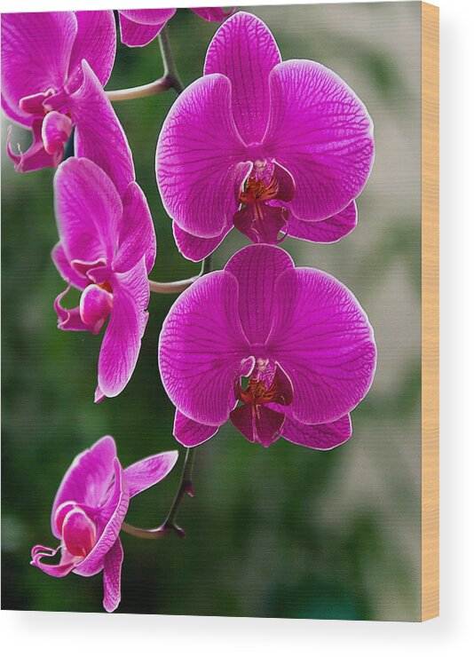 Magenta Wood Print featuring the photograph Magenta Orchid Medley by Anna Rumiantseva