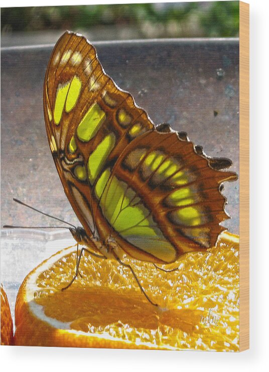 Butterfly Wood Print featuring the photograph Malachite And Orange by Marie Morrisroe