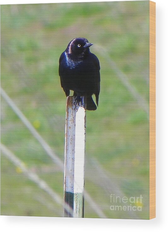 Bird Wood Print featuring the photograph Manning the Post by KD Johnson