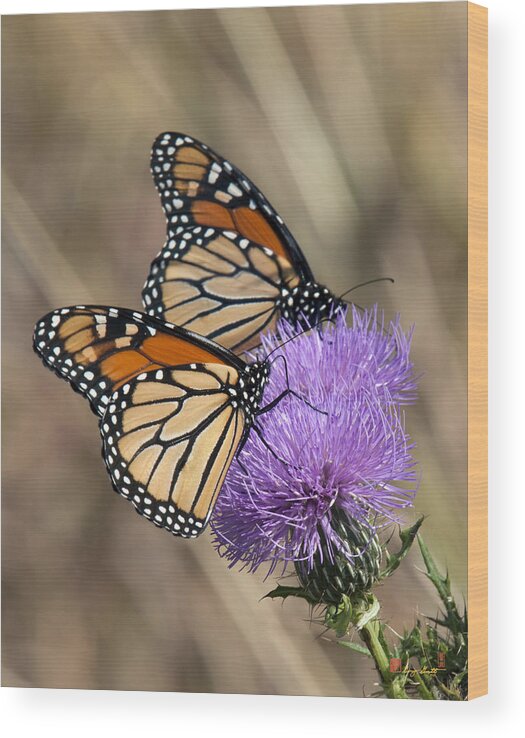 Marsh Wood Print featuring the photograph Monarch Butterflies on Field Thistle DIN162 by Gerry Gantt