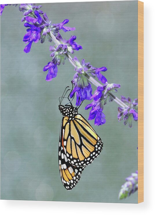 Monarch Wood Print featuring the photograph Monarch on Purple by Bill Dodsworth