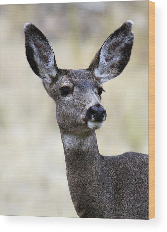 Mule Deer Wood Print featuring the photograph Mule Deer Doe by Steve McKinzie