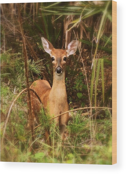 Nature Wood Print featuring the photograph Oh Deer by Peggy Urban