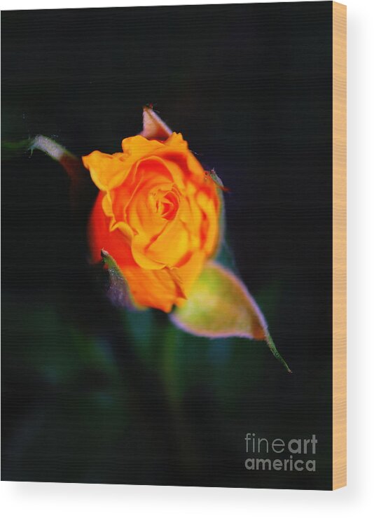 Rose Wood Print featuring the photograph Orange Kiss by Anjanette Douglas