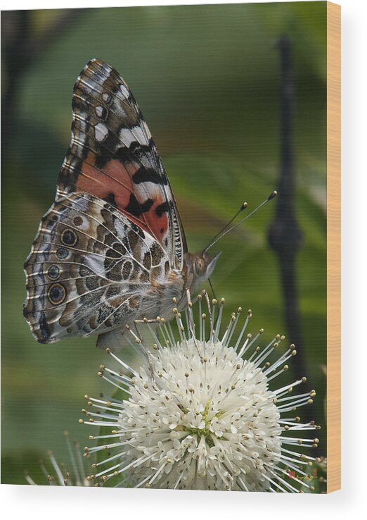 Study Wood Print featuring the photograph Painted Lady Butterfly DIN049 by Gerry Gantt