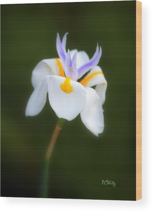 Flower Wood Print featuring the photograph Petite Flower by Patrick Witz