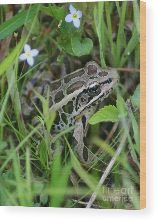 Frog Wood Print featuring the photograph Pickerel Frog by Smilin Eyes Treasures