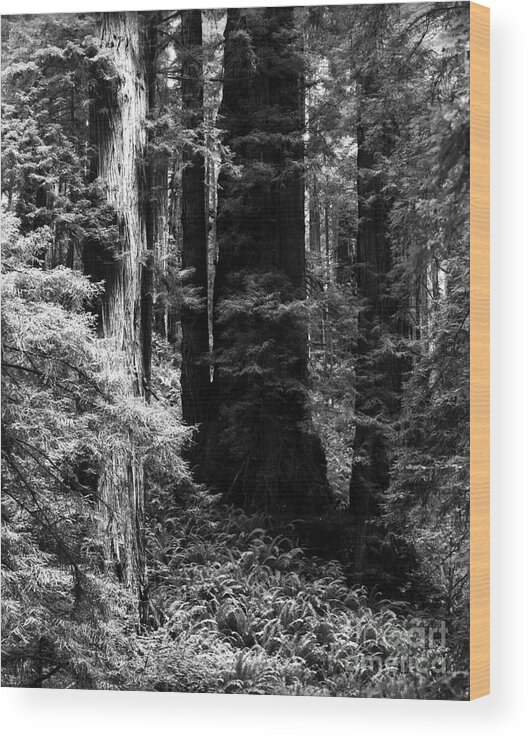 Redwood Trees Wood Print featuring the photograph Prairie Creek Redwoods State Park 4 by Terry Elniski