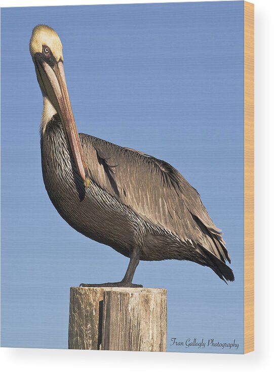 Florida Wood Print featuring the photograph Proud Pelican by Fran Gallogly