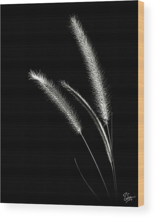 Flower Wood Print featuring the photograph Red Fountain Grass in Black and White by Endre Balogh