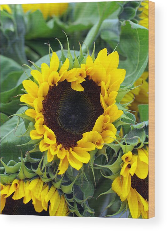 Sunflower Wood Print featuring the photograph Sharing the Love by Linda Mishler