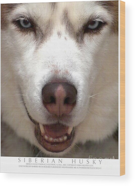 Dog Wood Print featuring the photograph Siberian Husky by Kimberly Blom-Roemer