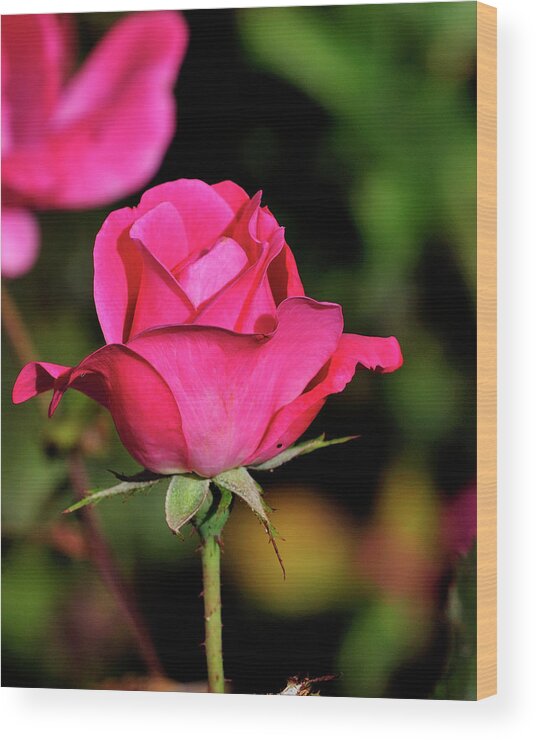 Flower Wood Print featuring the photograph Simple Red Rose by Bill Dodsworth