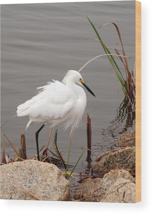 Snowy Egret Wood Print featuring the photograph Snowy Egret by Kay Lovingood