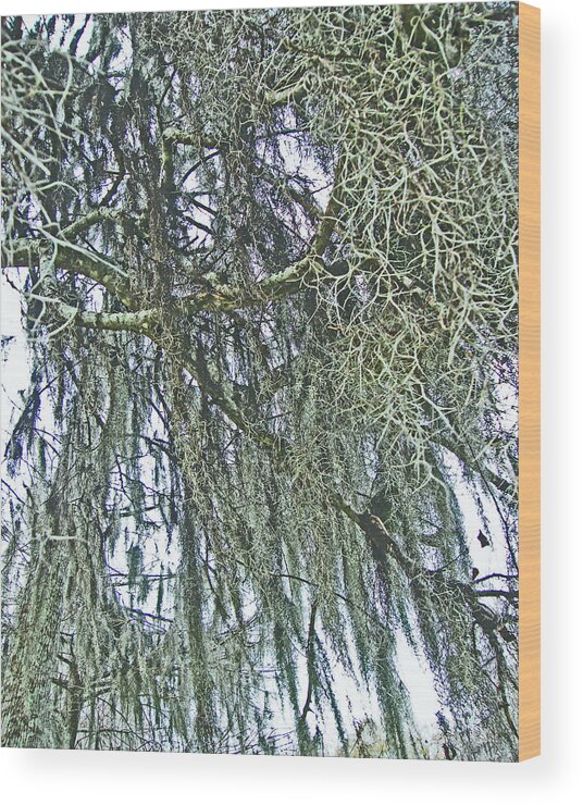Spanish Moss Wood Print featuring the photograph Spanish Moss by Lizi Beard-Ward