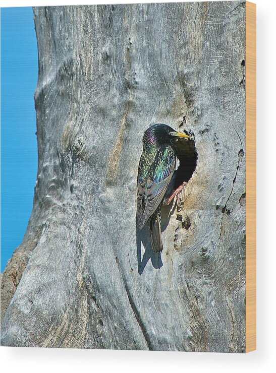 Starling Wood Print featuring the photograph Starling at Nesting Hole by Stephen Johnson