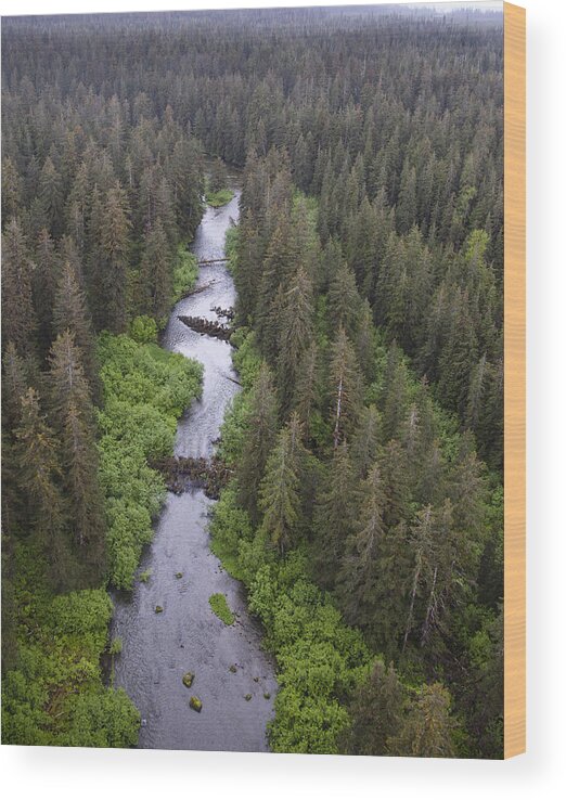 Mp Wood Print featuring the photograph Stream And Boreal Forest, Tongass by Matthias Breiter