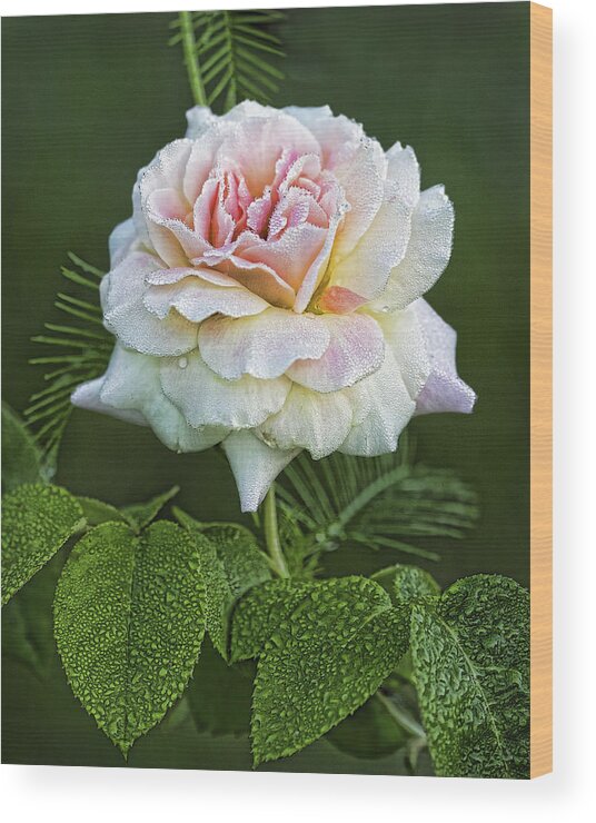 Rose Wood Print featuring the photograph The Splendor of the Rose by Kathy Clark