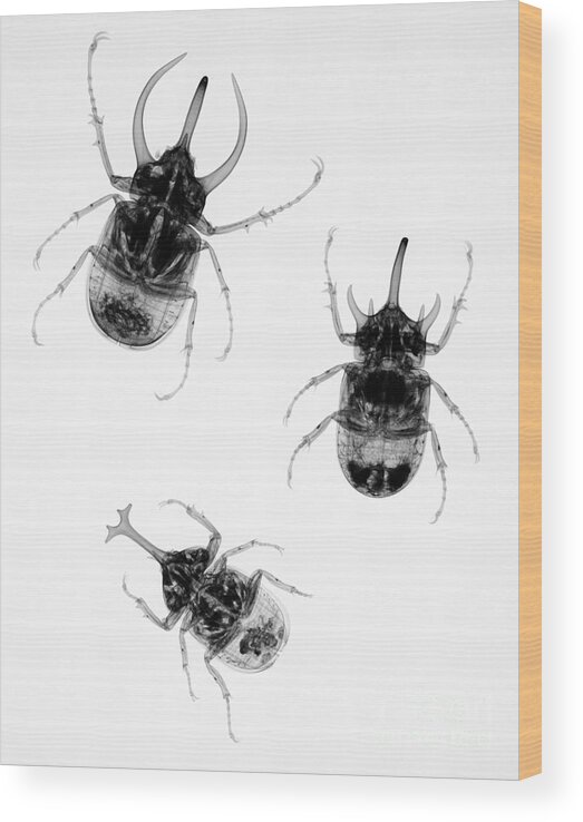 Beetles Wood Print featuring the photograph Three Beetles X-ray by Ted Kinsman