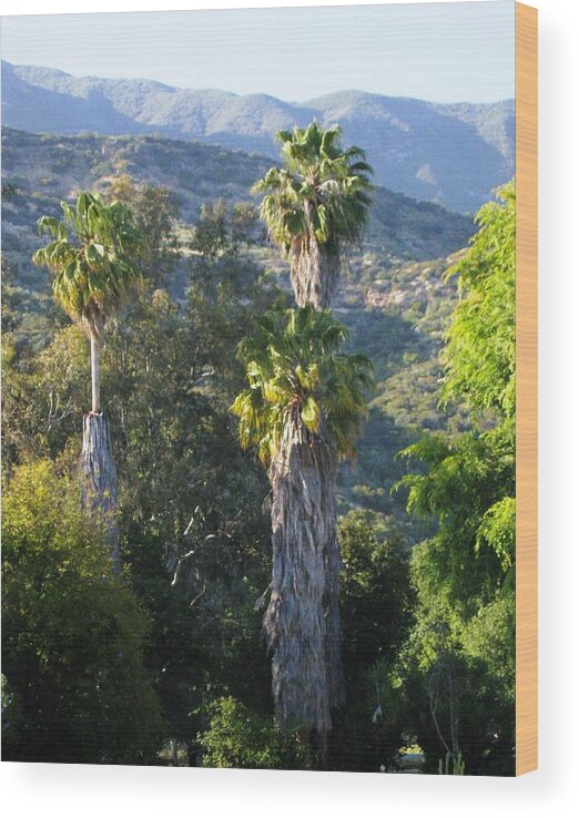 Palm Trees Wood Print featuring the photograph Three Palm Trees by Sue Halstenberg