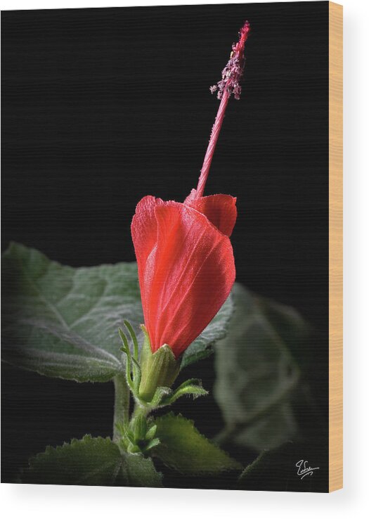 Flower Wood Print featuring the photograph Turk's Cap by Endre Balogh