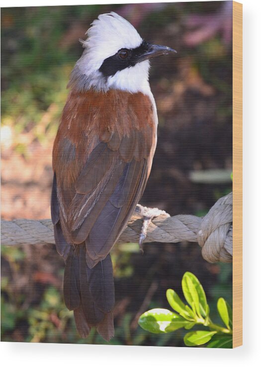 Laughing Wood Print featuring the photograph White Crested Laughingthrush by Maggy Marsh