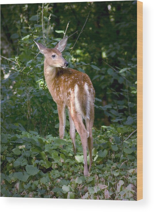 Whitetail Deer Fawn Young Bambi Mammal Looking Back Behind Folia Wood Print featuring the photograph Whitetail Deer Fawn by Randall Nyhof