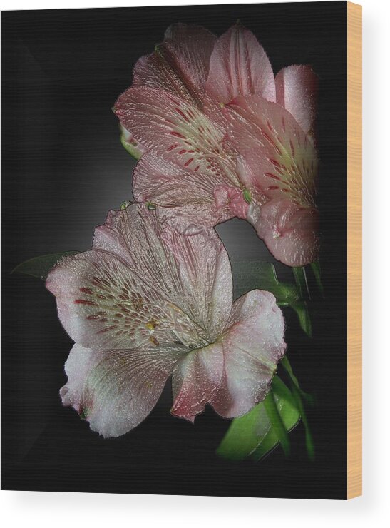 Pink Wood Print featuring the photograph Wrapped in Plastic by Karen Harrison Brown