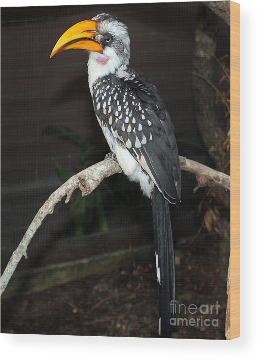 Hornbill Wood Print featuring the photograph Yellow-Billed Hornbill by Kathy White