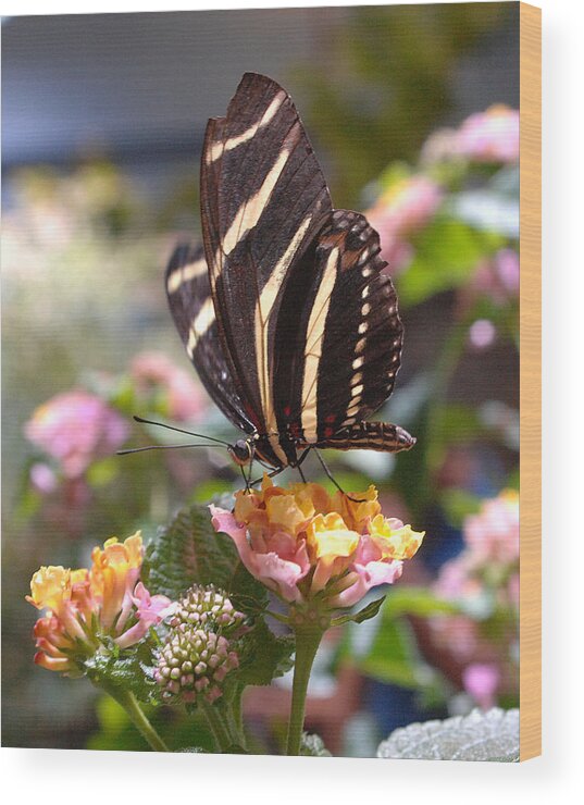 Butterfly Wood Print featuring the photograph Zebra Longwing Butterfly by Diane Giurco
