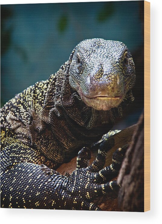 Reptile Wood Print featuring the photograph A Crocodile Monitor Portrait by Lana Trussell