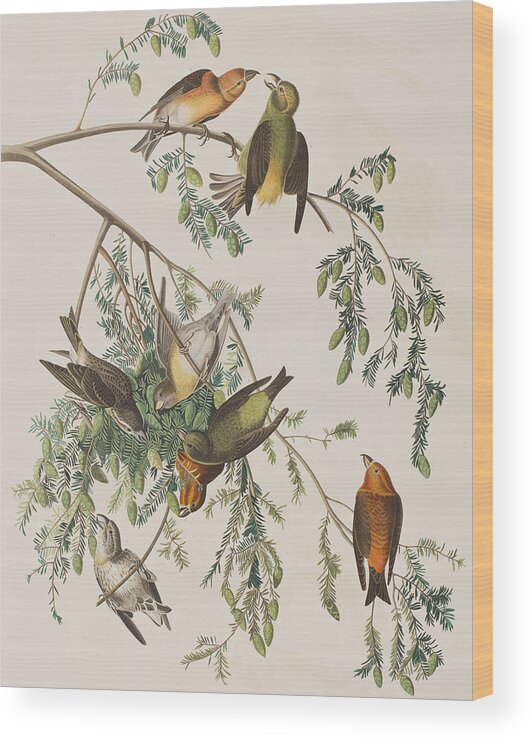 Audubon Wood Print featuring the painting American Crossbill by John James Audubon