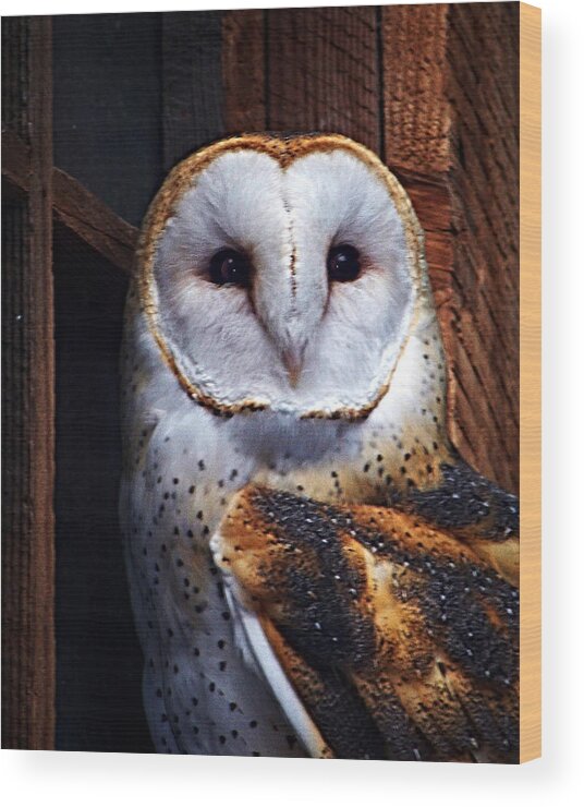 Digital Painting Wood Print featuring the photograph Barn Owl by Anthony Jones