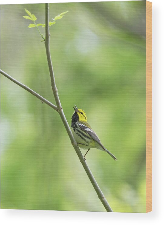 Black-throated Green Warbler Wood Print featuring the photograph Black-Throated Green Warbler #1 by Jim Zablotny