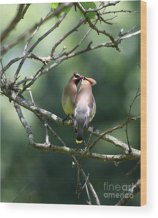Nature Wood Print featuring the photograph Cedar Waxwing #1 by Jack R Brock