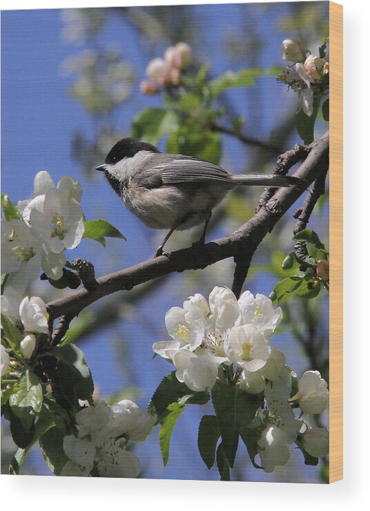 Chickadee Wood Print featuring the photograph Chickadee among the blossoms #1 by Doris Potter