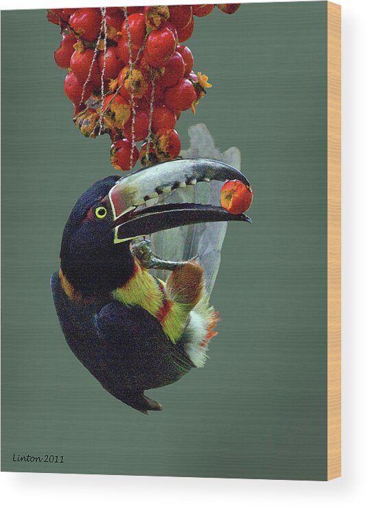 Collared Aracari Wood Print featuring the photograph Collared Aracari 2 #1 by Larry Linton