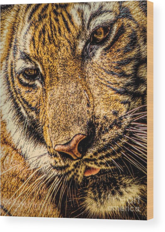 Big Cats Wood Print featuring the photograph Coy #1 by Ken Frischkorn
