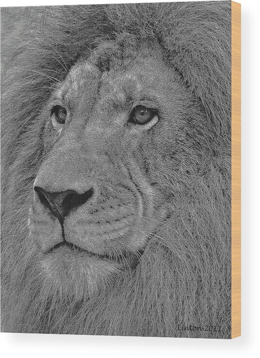 African Lion Wood Print featuring the digital art Lion King #1 by Larry Linton