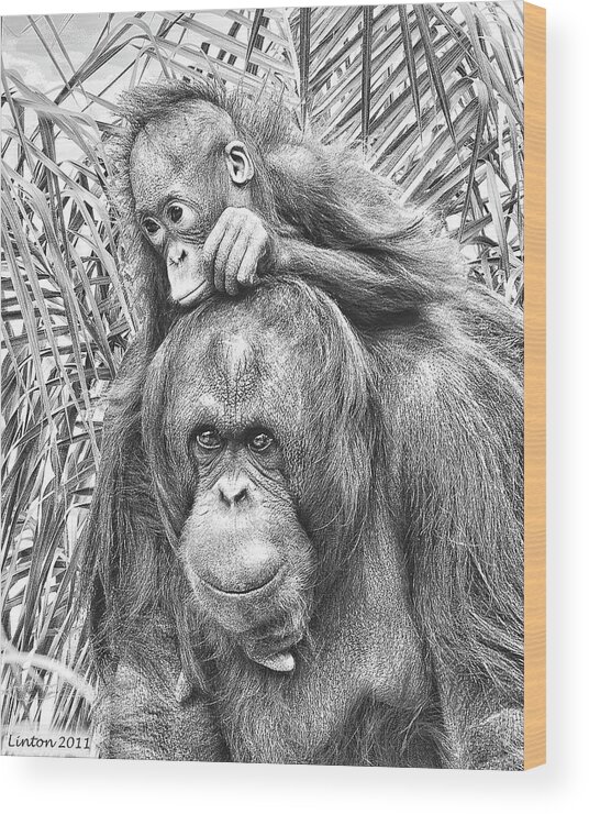Orangutan Wood Print featuring the digital art Mother And Daughter by Larry Linton