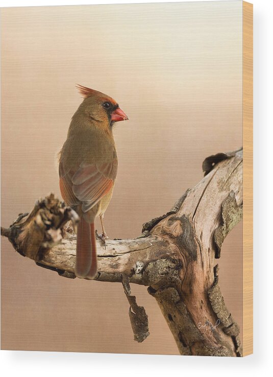 Cardinal Wood Print featuring the photograph One Last Look #1 by Everet Regal