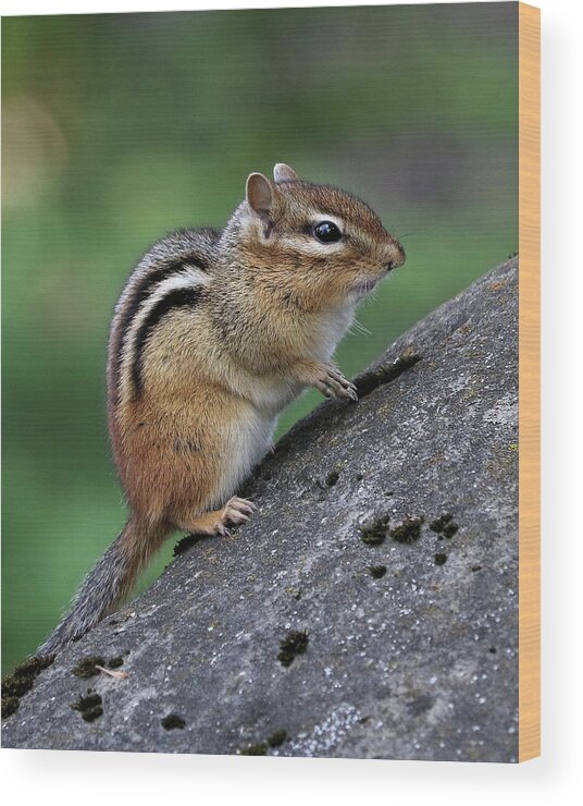 Eastern Chipmunk Wood Print featuring the photograph Perky #1 by Doris Potter