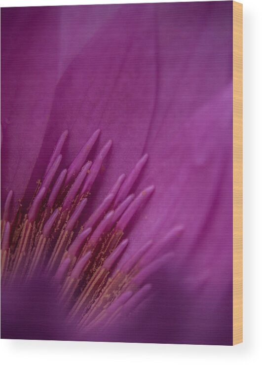 Flowers Wood Print featuring the photograph Purple Haze #1 by Stewart Helberg