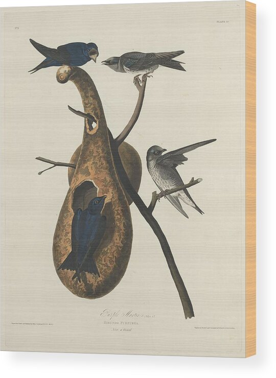 Audubon Wood Print featuring the drawing Purple Martin #1 by Dreyer Wildlife Print Collections 