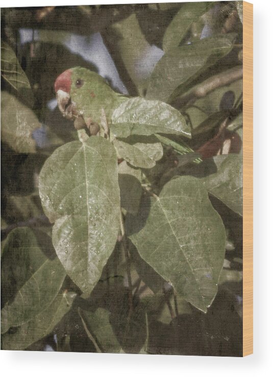 Bird Wood Print featuring the photograph Scarlet-Fronted Parakeet Palacio del Barbas Filandia Colombia by Adam Rainoff