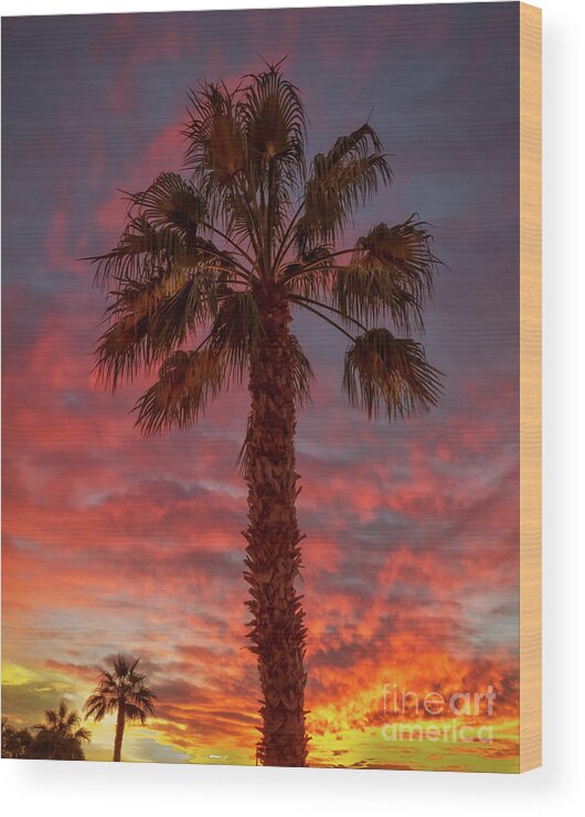 Sunrise Wood Print featuring the photograph Silhouetted Palm Tree #1 by Robert Bales