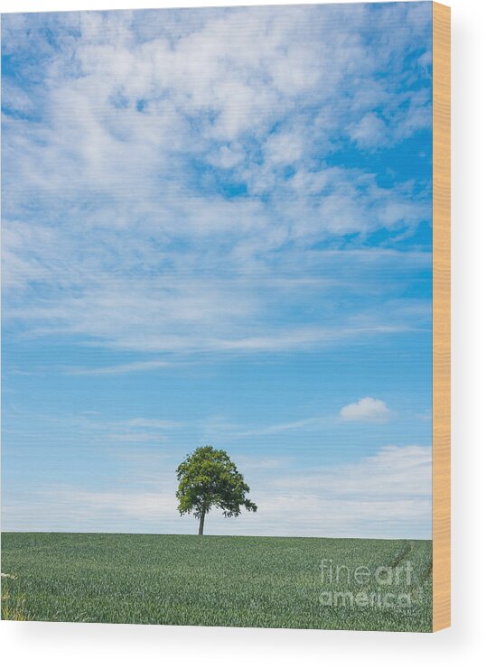 Gloucestershire Wood Print featuring the photograph Solo tree #1 by Colin Rayner