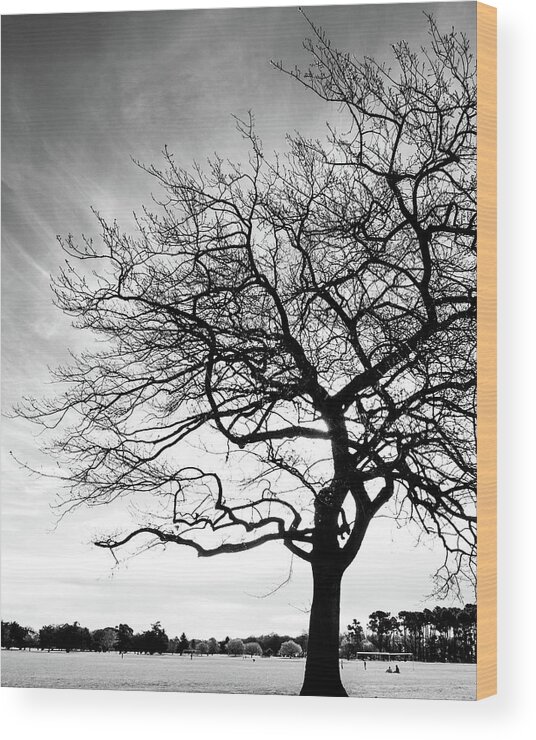 Tree Wood Print featuring the photograph Tree Silhouette by Roseanne Jones